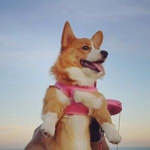 Meet your Posher, Grace